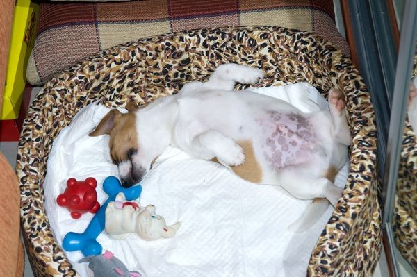 Jack Russell puppy sleeping with its stuffed toy