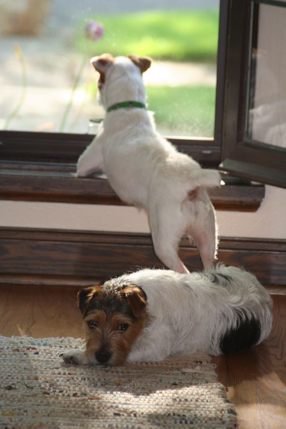 Jack Russell looking out the window