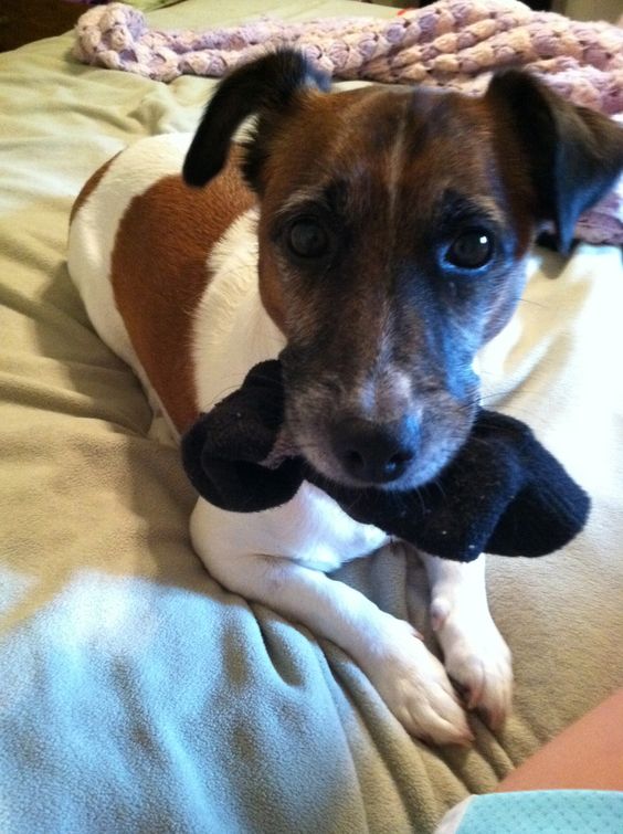 Jack Russell with a sock in its mouth while lying on the bed