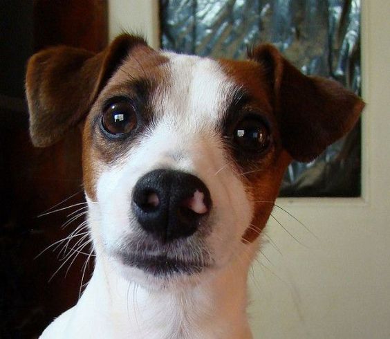 Jack Russell's shock face
