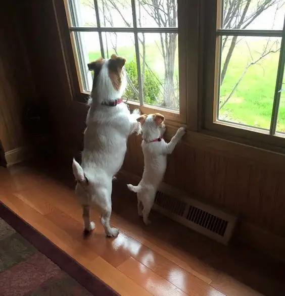 Jack Russell adult and puppy standing while leaning by the window
