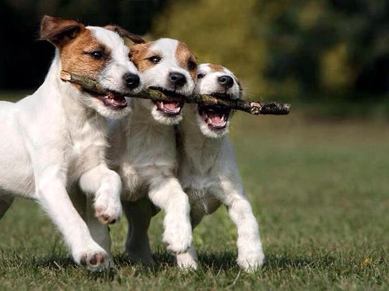 three cute jack russell puppies carrying together a twig on their mouth
