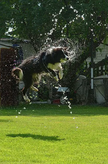 A Border Collie jumping in the yard while the water is splashing against him