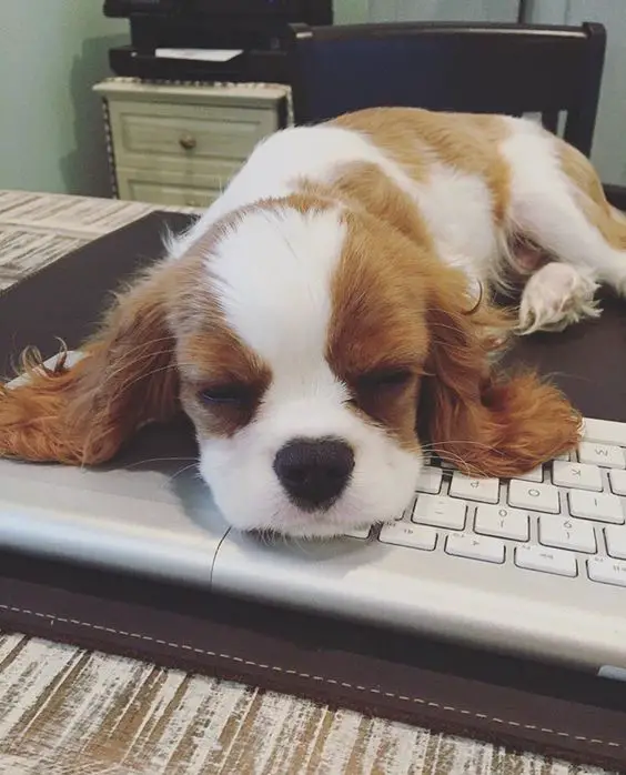 Cavalier King Charles Spaniel puppy sleeping with its face on top of a keyboard