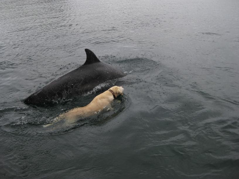 Labrador swimming in the ocean with a dolphin