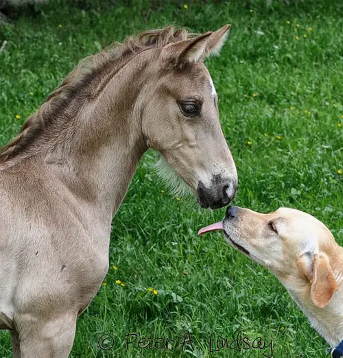 Labrador trying to lick the mouth of a horse