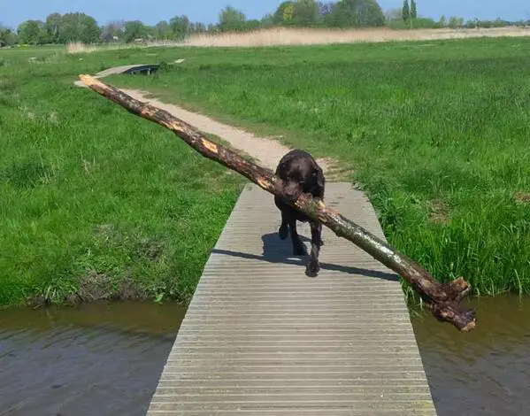 A Labrador walking in the wooden pathway bridge while carrying a large tree trunk with its mouth
