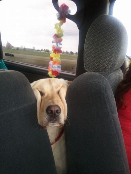 yellow Labrador squeezing tis face through the car seat