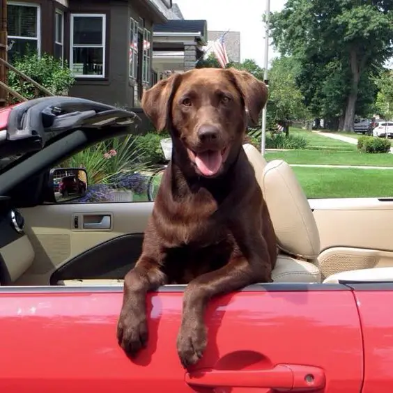 chocolate Labrador sitting on the drivers seat of the car