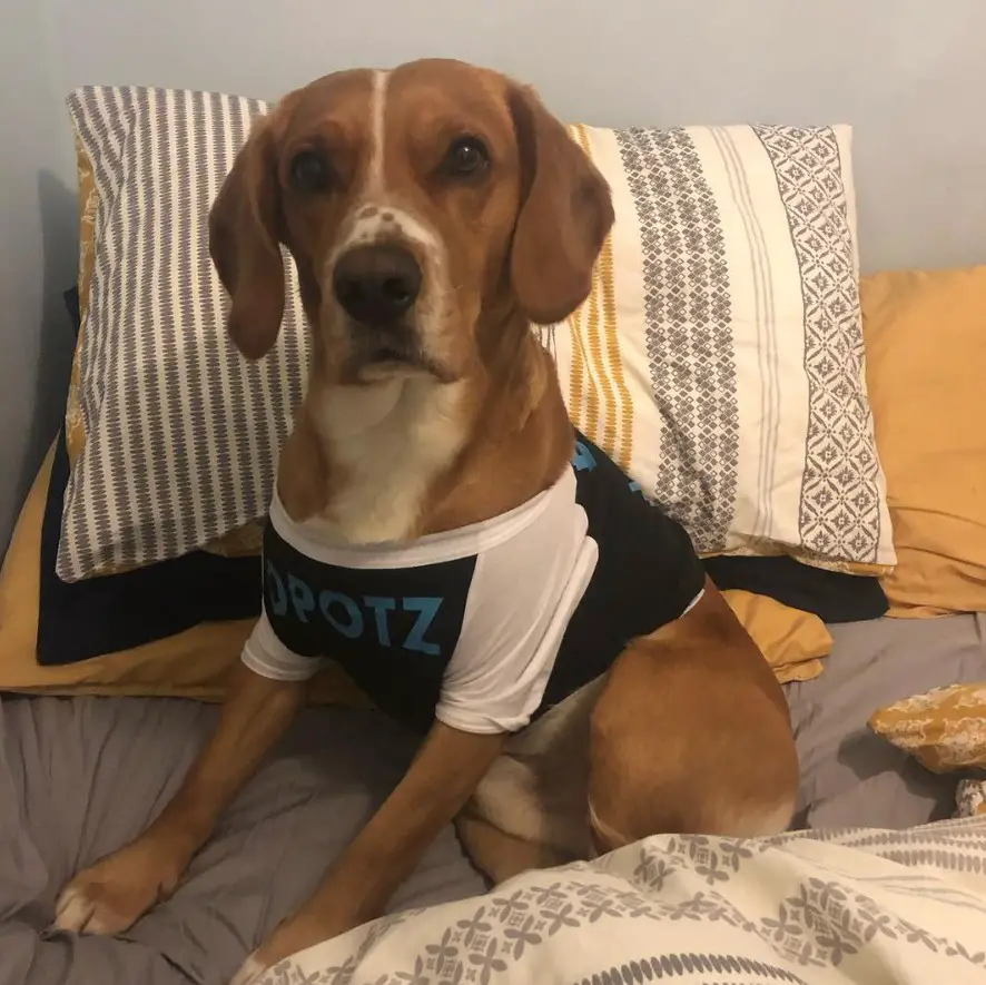 Cockador dog sitting in the bed and wearing a shirt