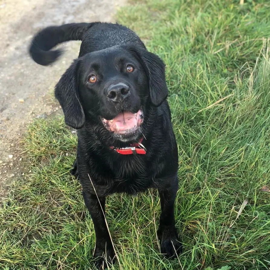 19 Labradors Mixed With Cocker Spaniel | Page 3 of 5 | The Paws