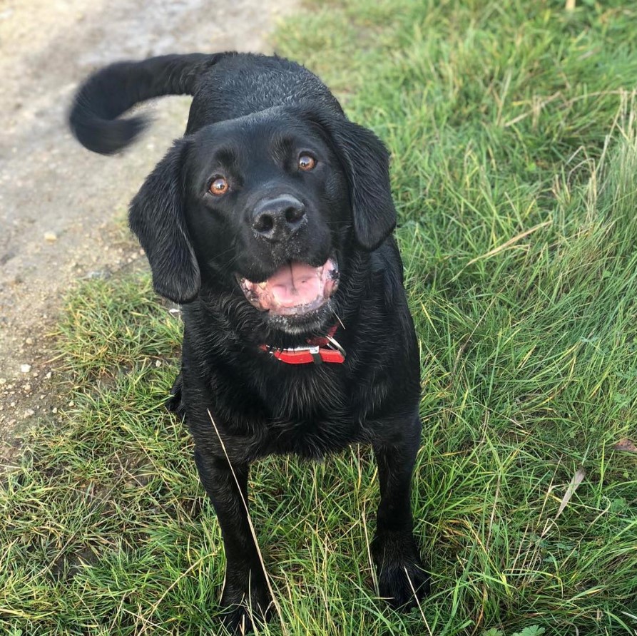 Happy black Cockerdor at the park