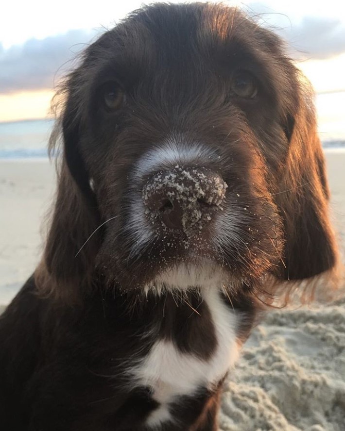 chocolate brown Cockerdor puppy with sad eyes and sand on its nose