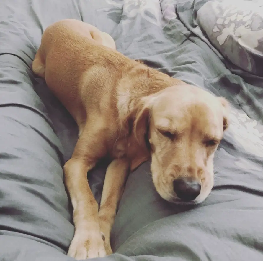 sleeping Labrador Retriever / Cocker Spaniel Mix in the bed