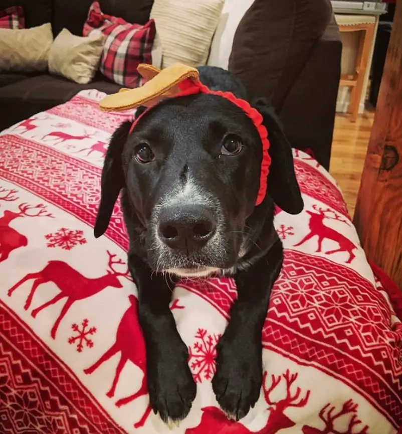 black Cocker Spaniel / Labrador Retriever Mixed Breed Dog wearing a cute girly red headband