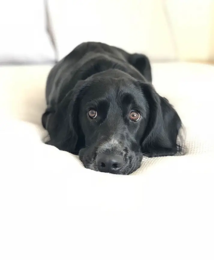 black Cocker Spaniel / Labrador Retriever Mix lying in bed while staring with its begging eyes