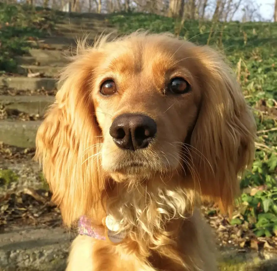 golden Cocker Spaniel Labrador Retriever Mix with long hair on its ears and curly hair on its throat