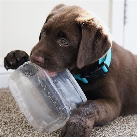 brown Labrador Retriever chewing a plastic