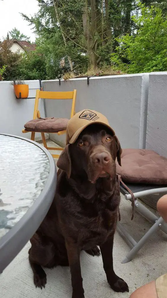 Labrador Retriever below the table wearing cap