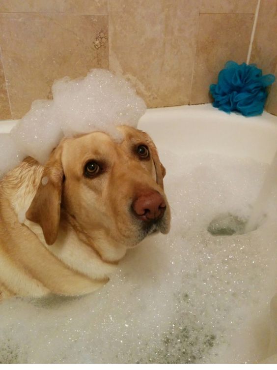 Labrador Retriever taking a bath in the bathtub full of bubbles