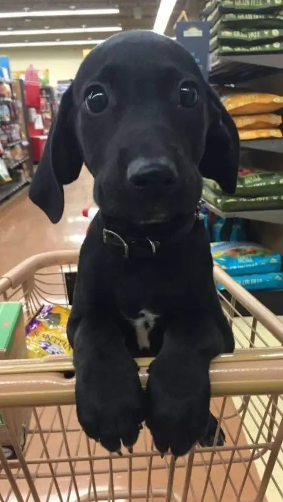 Labrador Retriever puppy in the shopping cart