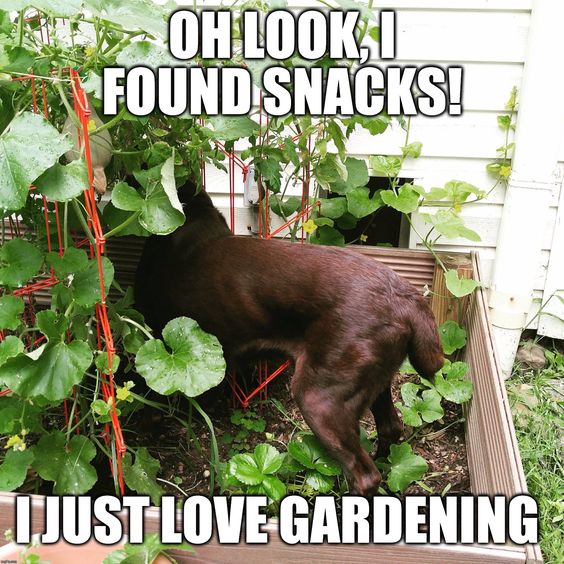 Labrador in the vegetable garden bed photo with a text 