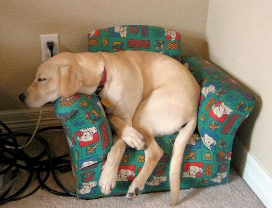 Labrador sitting on its couch