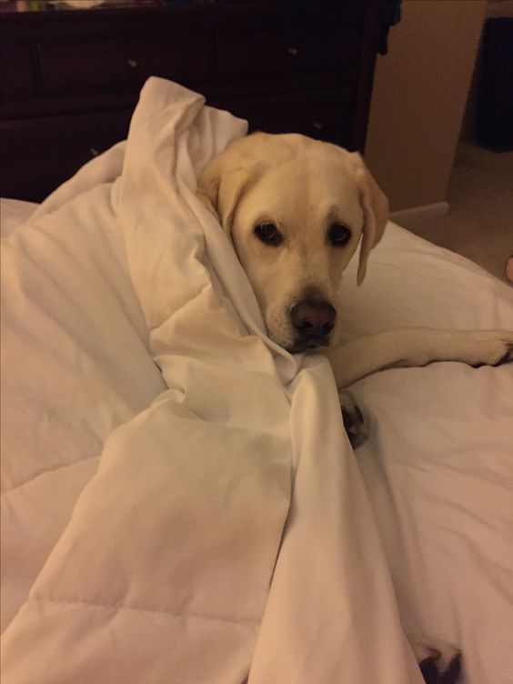 A Labrador lying on the bed and under the blanket