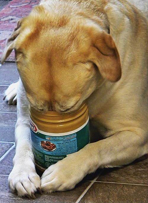 Labrador with its face on the peanut butter jar while lying on the floor