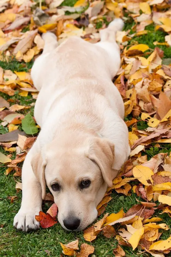 Labrador Retriever lying down on the grass with dried leaves