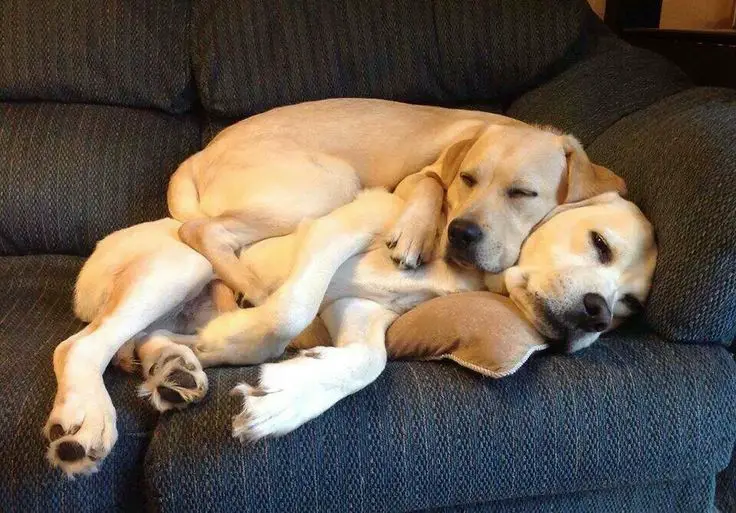a Labrador sleeping on the couch with another Labrador sleeping on top of him