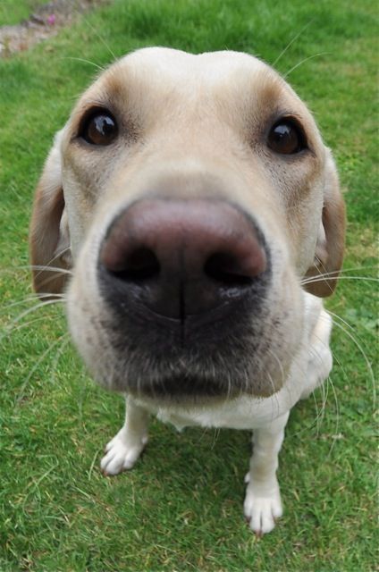 close up nose of a Labrador sitting on the grass