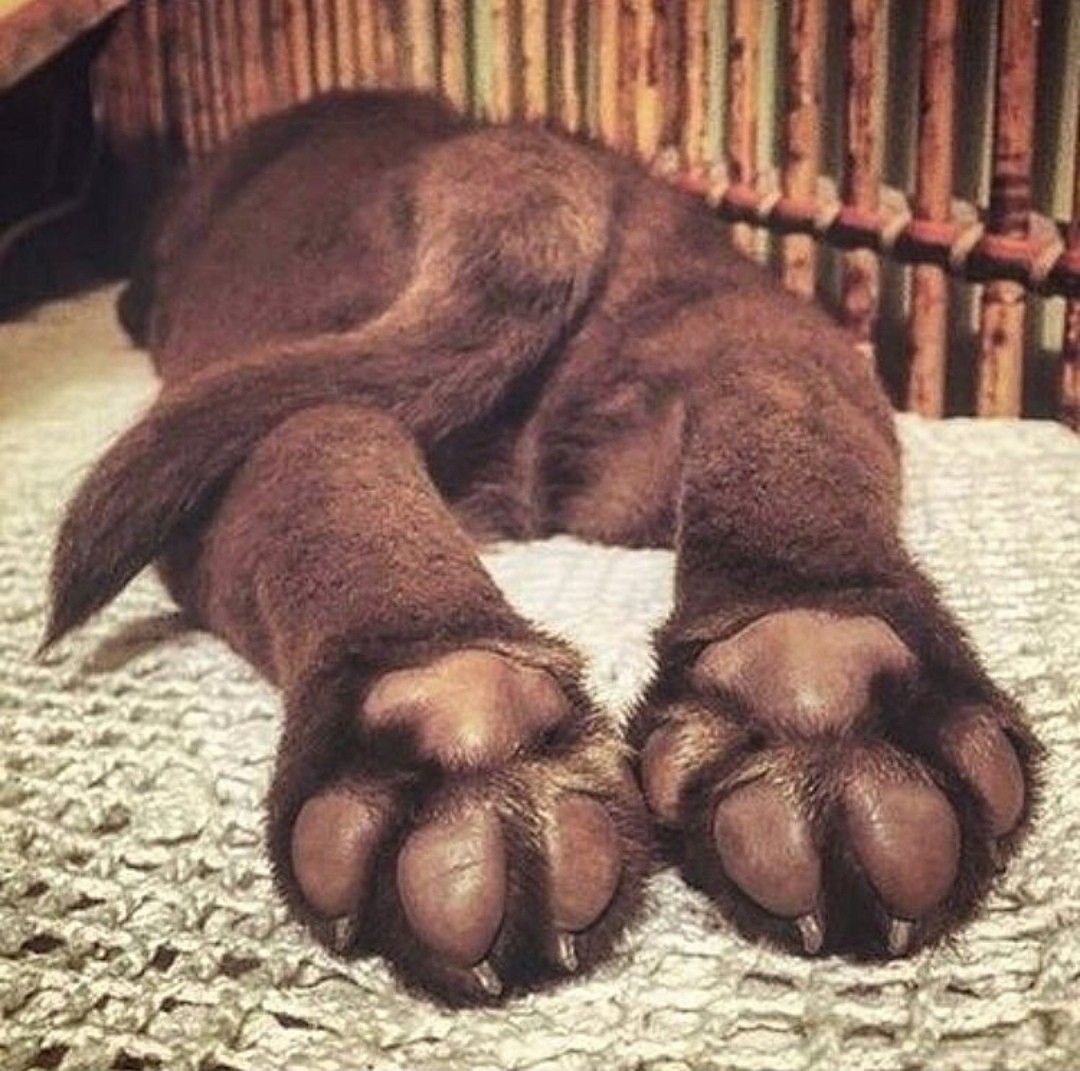 clean feet paws of a Labrador lying down on the bed