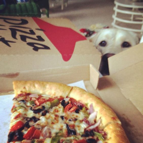 white Labrador peeking behind the box of pizza