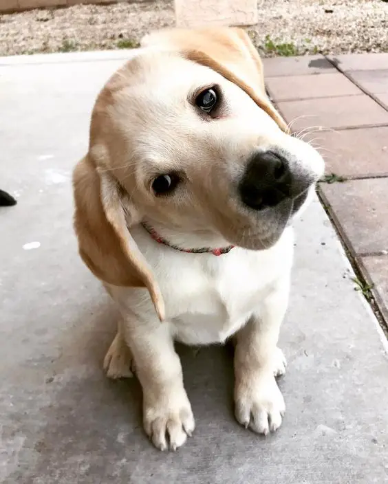 A Labrador puppy sitting on the pavement while tilting its head