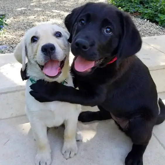 smiling Labrador Retriever puppies sitting on the ground while the black one is holding onto the white one