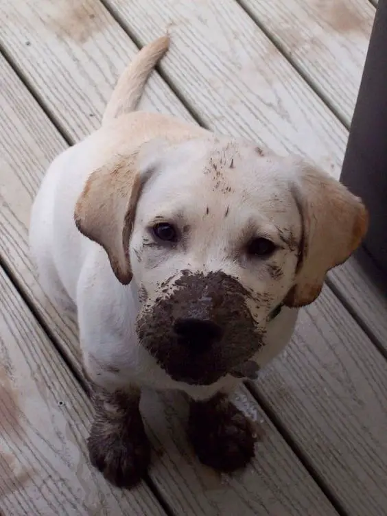 Labrador sitting on the wooden floor with its mud in its feet and muzzle