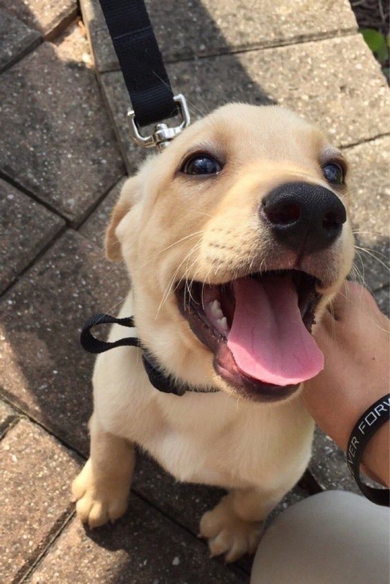 Labrador puppy sitting on the pavement being pet by a man while smiling