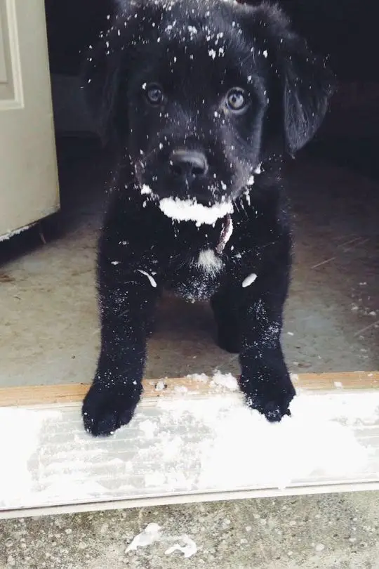 black Labrador puppy with snow all over him while standing in the front door