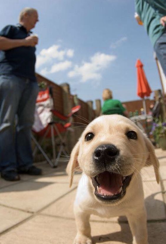 yellow Labrador puppy standing on the floor while smiling