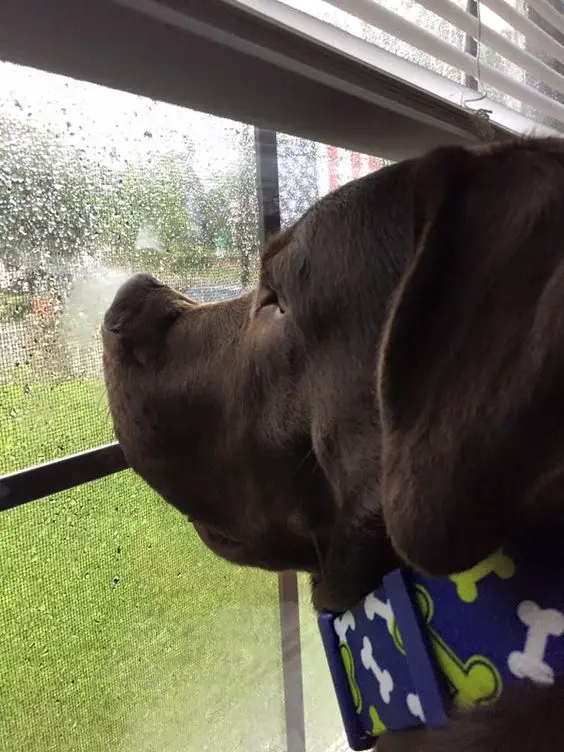 chocolate brown Labrador pressing its nose against the glass window