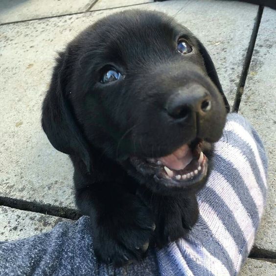 smiling black Labrador Retriever puppy