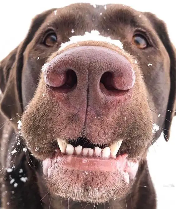 close up of nose and mouth with snow of a Labrador Retriever