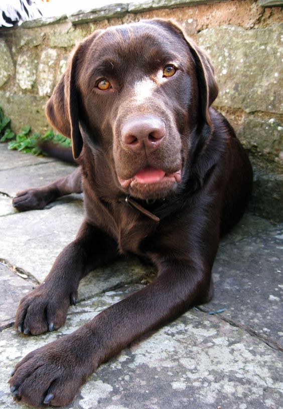 Labrador Retriever lying on the ground