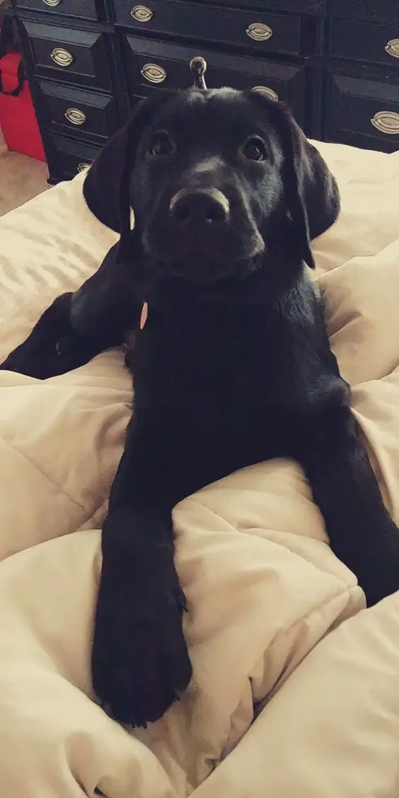 Labrador Retriever lying on the bed