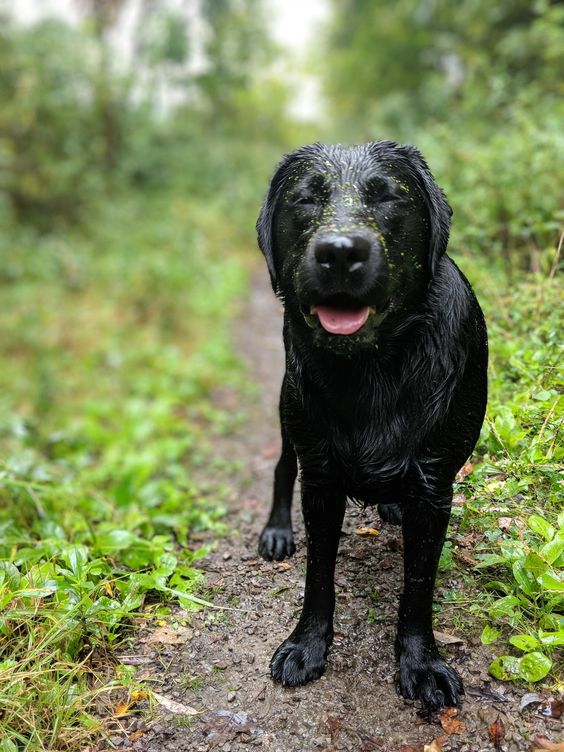 wet Labrador Retriever taking a walk in the forest