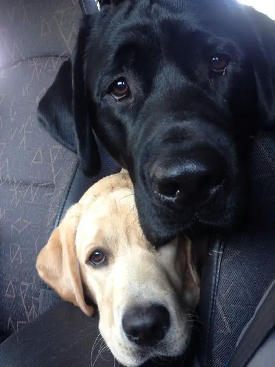golden and black Labrador Retrievers on the back seat