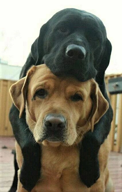 golden Labrador Retriever with a black Labrador Retriever on top of him