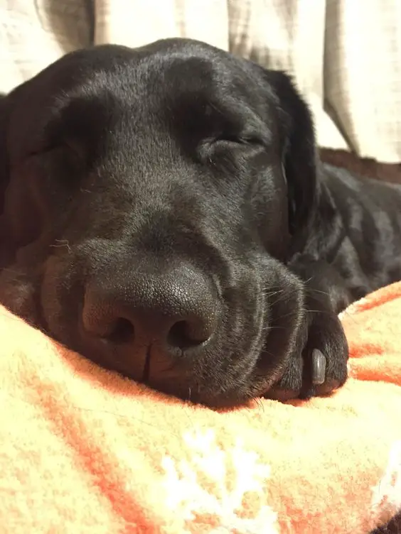 smiling Labrador Retriever while sleeping