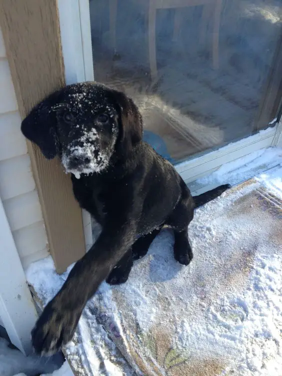 Labrador Retriever with snow on its face outdoors